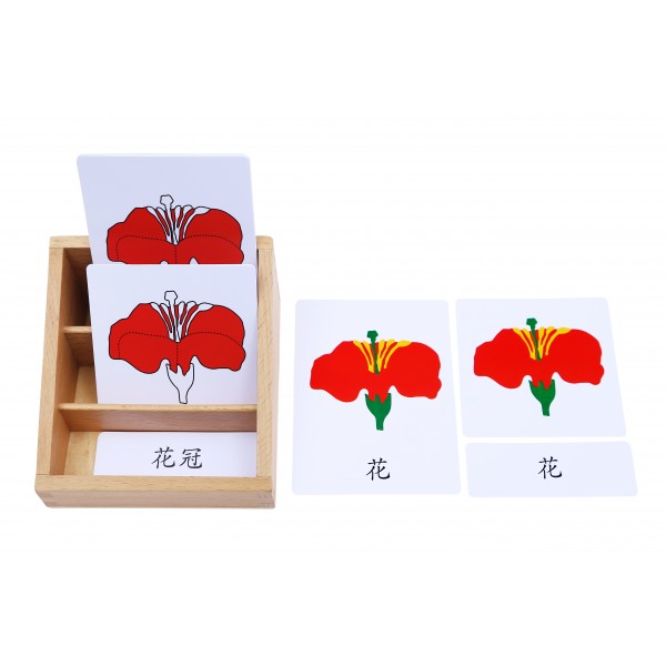 Flower Cards With Box